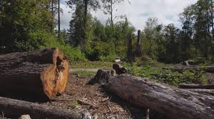 Best Firewood Processing and Delivery  in Washgton, IN