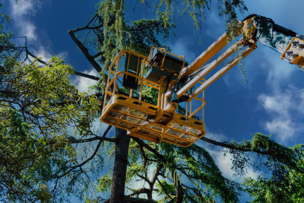 How Our Tree Care Process Works  in  Washington, IN