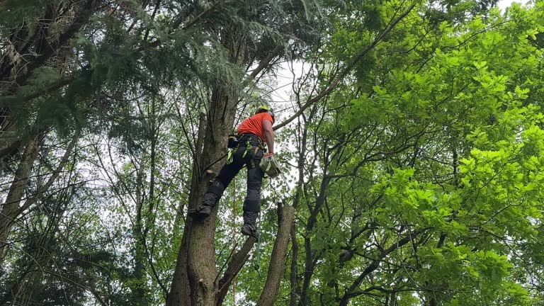 Best Tree Risk Assessment  in Washgton, IN